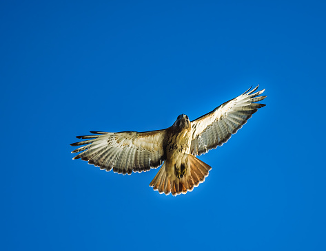 Red-Tailed Hawk.  A big birds opens two wings, flying in to blue sky.