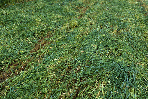 Field of mown green grass, top view. Background from fresh and dry grass growing in summer for publication, poster, screensaver, wallpaper, postcard, banner, cover, post. High quality photography