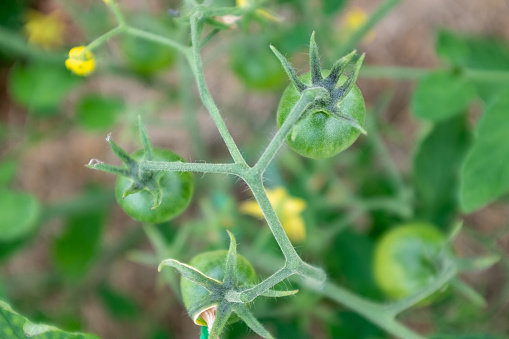Yellow tomato flowers and young green tomatoes, close up. Growing tomatoes for publication, poster, screensaver, wallpaper, postcard, banner, cover, post, website. High quality photography