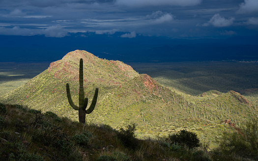 Saguaro silhouette, springtime in Sonoran Desert