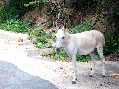 Donkey Beside Road St. John USVI