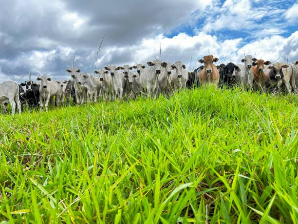 istock herd beef cattle on pasture in a beautiful landscape background. Intensive Brazil grass project 2136428205