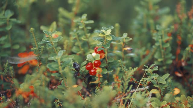 Red cranberries and black crowberries adorn the delicate branches of small shrubs in autumn tundra. Parallax video, bokeh background.