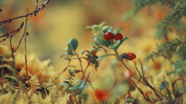 Ripe red berries on delicate branches of a cranberry shrub. Parallax shot, bokeh background.