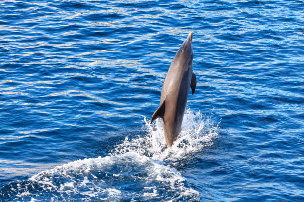 Pod of dolphins swimming and leaping from the water
