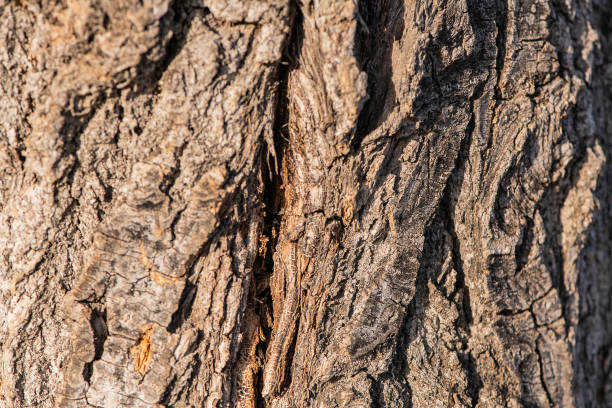 Nature’s Etchings: The Art of Tree Bark