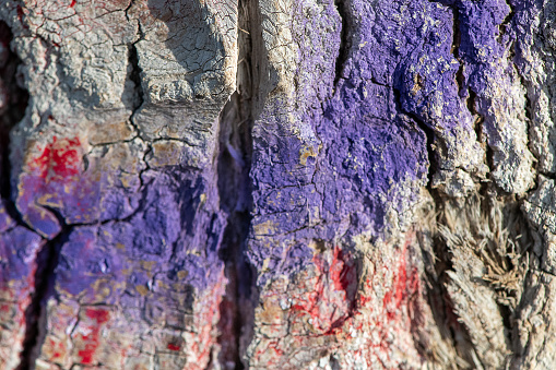 This image artfully captures the vibrant interplay of purple and red paint strokes against the natural backdrop of tree bark. The contrasting colors highlight the intricate textures and patterns of the bark, creating a striking visual that blurs the line between nature and artistic expression.