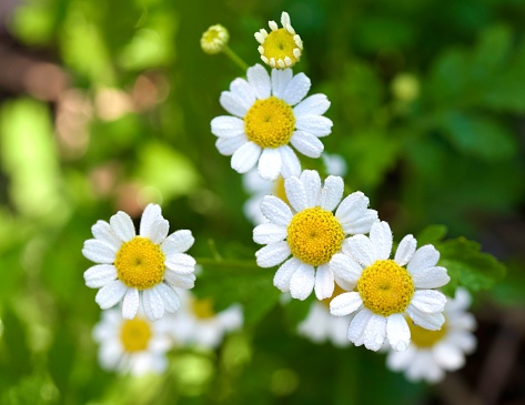 Horizontal high angle extreme closeup photo of a group of green leaves and bright white flowers with golden yellow centres growing on Feverfew or Pyrethrum Daisy plants in an organic garden. Soft focus background.