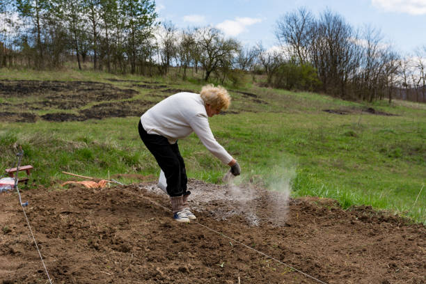 In this compelling image, a female farmer is seen spreading ash over the furrows in a field, embodying the principles of organic farming through her actions. The ash, a byproduct of natural processes, serves a dual purpose: it acts as a deterrent to pests and provides valuable nutrients to the soil, enhancing fertility without the use of synthetic chemicals. This method showcases an age-old wisdom that aligns with modern sustainable agricultural practices, emphasizing harmony with nature and the minimization of environmental impact. Captured on a bright spring day, the photograph highlights the meticulous care and dedication required in organic farming. It's a visual representation of the commitment to cultivating the land responsibly, ensuring that future generations inherit a healthier earth. Through such practices, organic farmers like the one featured here play a crucial role in promoting biodiversity, soil health, and ecological balance.