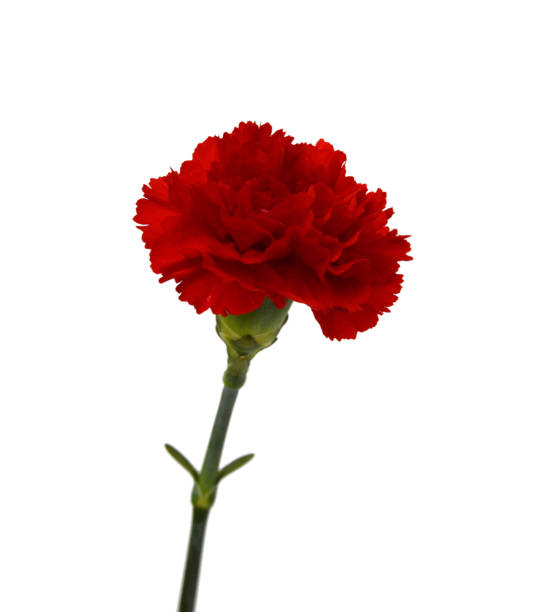 istock A red carnation blooming on white 2136499917
