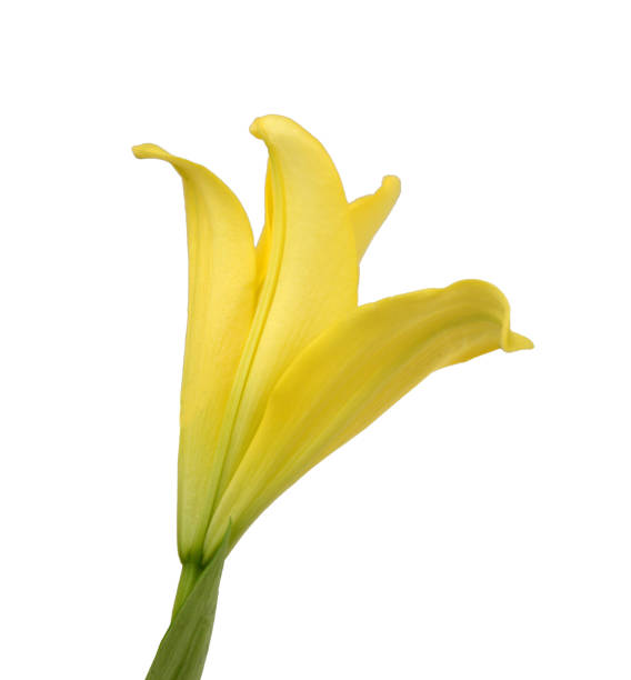 istock Yellow lily flowers on a white background 2136500442