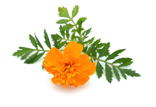 istock Fresh marigold flowers isolated on white background 2136502522