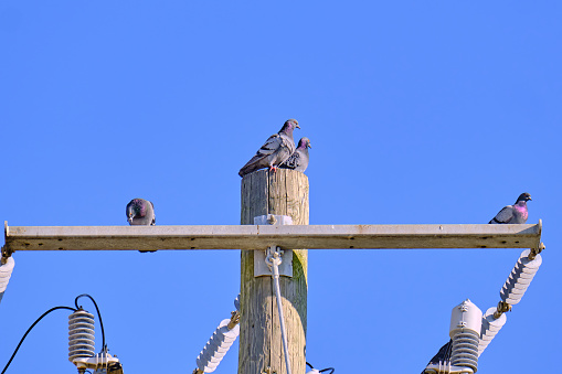 Four rock pigeons perched together on top of an electrical pole in Biloxi Mississippi