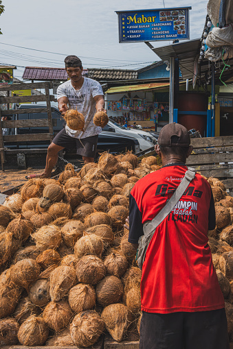Balikpapan, Indonesia - March 15th, 2024. they are supplying the coconut fruits to the coconut sellers in town.