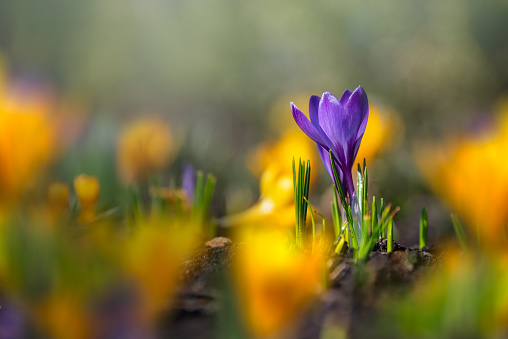 A beautiful tiny blooming lilac crocus among yellow crocuses in a flower bed in a park. The first spring flowers. Selective focus.