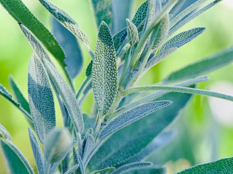Horizontal closeup photo of the grey green velvety leaves on a Sage plant growing in an organic garden. Soft focus background.