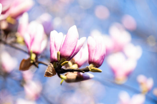 Pink Magnolia Flowers Blooming in Spring NYC