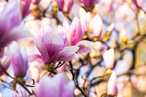 high key serie of magnolia blossoms