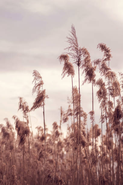 istock Tall reeds against a soft pastel sky. 2136556524
