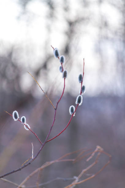 Pussy willow branch with catkins against blurred bokeh background at early spring