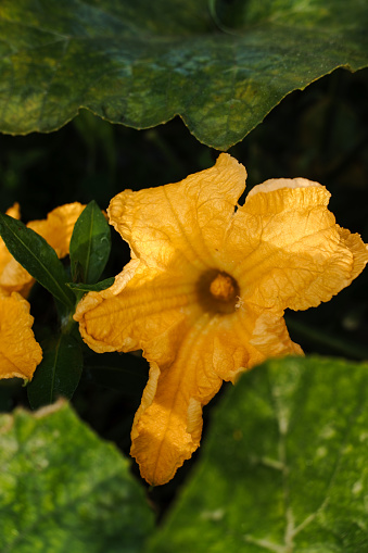 Pumpkin plants or with their scientific name Cucurbita pepo are flowering yellow, in the home garden.