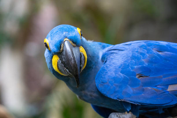 bright blue mcgraw - mcgraw imagens e fotografias de stock