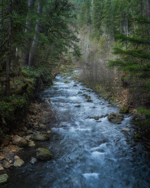 istock A beautiful and peaceful creek flows through a forest 2136583999