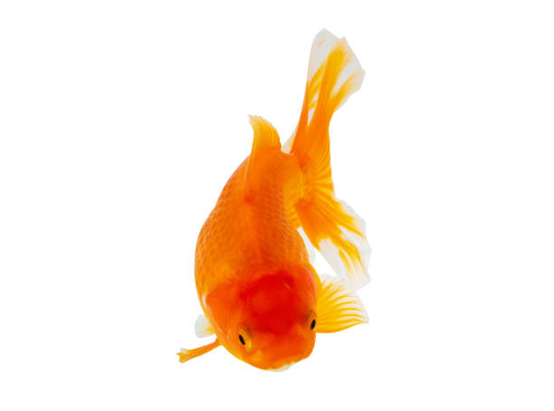 istock Oranda goldfish isolated on white background close up 2136629603