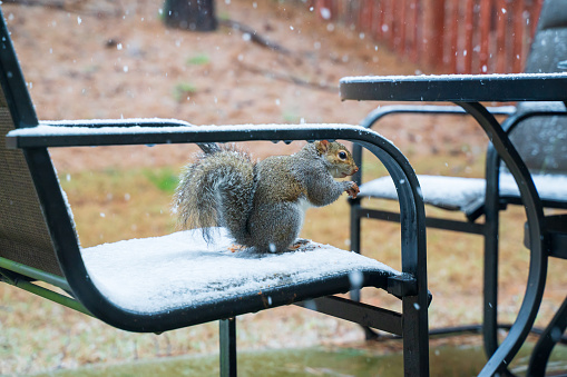 A squirrel is eating in snow. Ground squirrels live on or in the ground and not in trees. Gray squirrels, however, sleep in tree nests during the winter and only venture out during the morning and evening. Instead of hibernating, they rely on sheltered nests or dens in trees, fat reserves, and stored food to survive the long, cold winter.