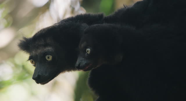 MCU Indri lemur with youngster, Madagascar.