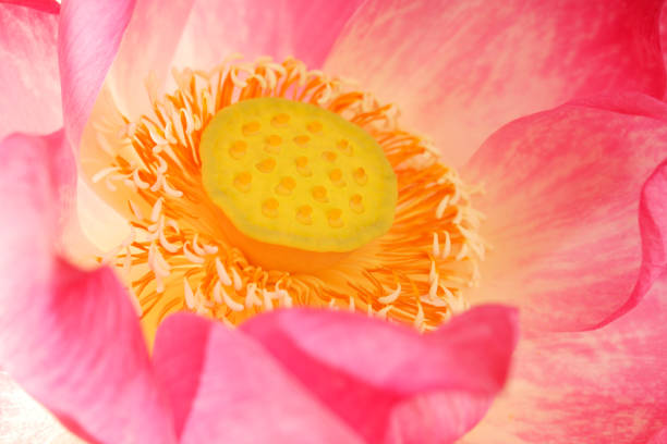 Lotus flower bud