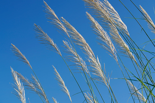 fluffy white reeds grass flower swaying from wind blow and against blue sky