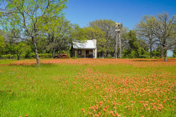 Indian Paintbrush wildflowers in  a Texas field a rustic log cabin, windmill, horses, and rusted vintage tractor in the background.