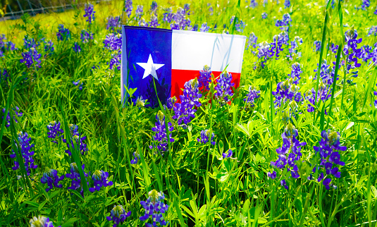 Bluebonnets (lupine), Texas state wildflower, with a Texas State Flag. Close-up