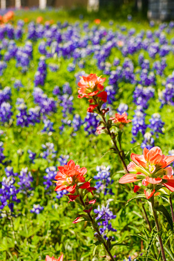 Selective focus on Indian Paintbrush with limited depth of field on Texas state wildflower Bluebonnets (lupine). Close-up. Vertical.