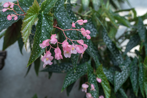 Polka Dot Begonia (Begonia Maculata) Plant