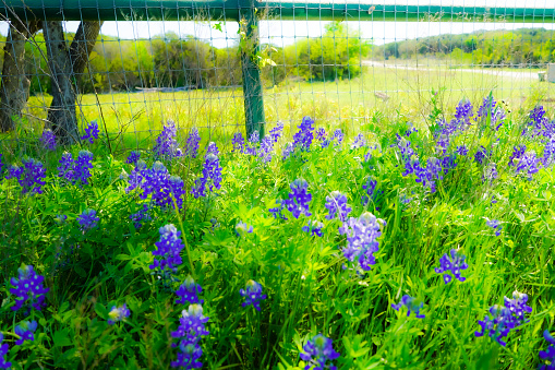 Bluebonnets (lupine), Texas state wildflower, in soft-focus in front of a wire fence.