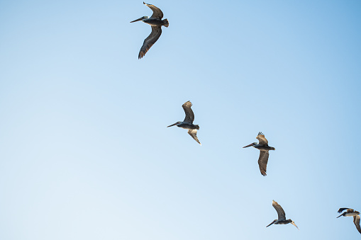 Pelicans flying through the air