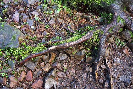 Top down view of moss covered tree root growing in rocky soil. Taken on the Pacific Crest Trail near Dry Creek Falls, a hiking trail on the south side of in the Columbia River Gorge to the east of Portland, Oregon.