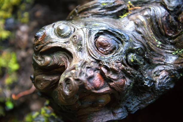 istock Extreme close up of burl 2136678711