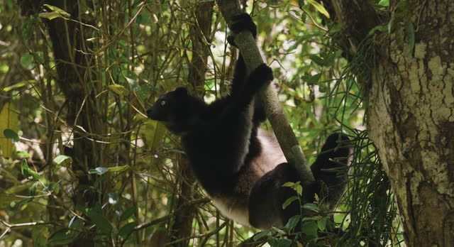 Indri lemur hangs in forest, Madagascar.