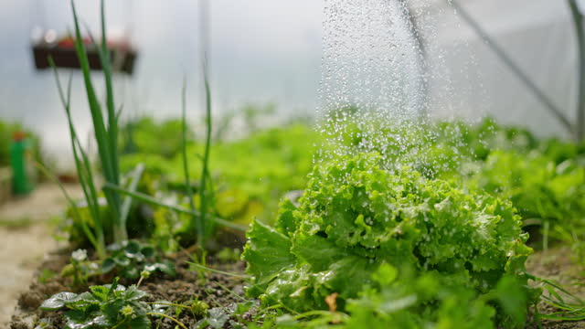 SLO MO Unknown Female Gardener Watering Young Lettuce Growing in Greenhouse