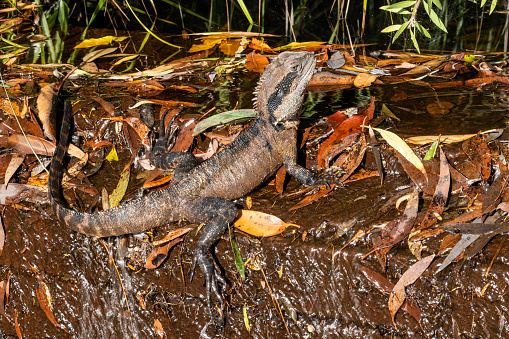 Australian Eastern Water Dragon in watery habitat