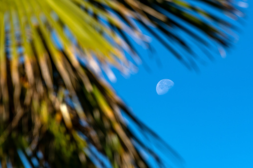The moon rises and is framed by a palm tree on the California coast.