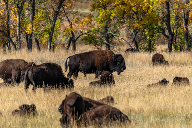 istock Bison Herd in South Dakota 2136765202
