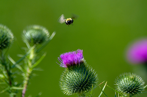 A bumblebee is captured in mid-flight approaching a vibrant purple thistle flower. The vivid green background provides a natural, calming backdrop that contrasts with the sharpness of the thistle's spikes.