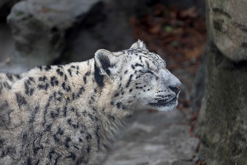 Snow Leopard relaxed