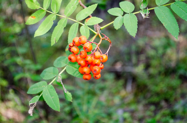 Orange rowan berries and green leaves on tree close-up. Nature in summer. Bokeh in background. Place for text.