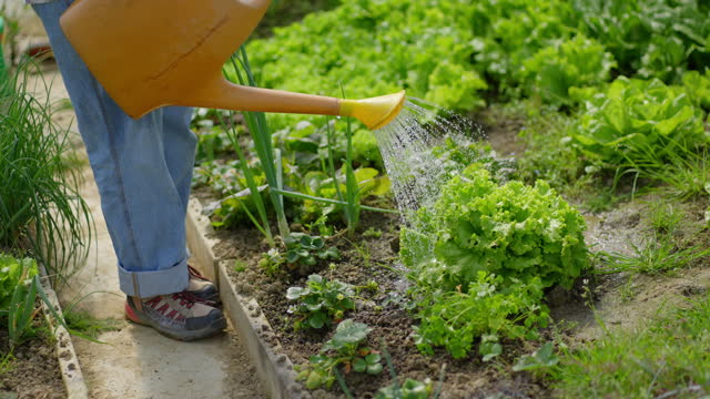SLO MO Low Section of Female Gardener with Yellow Plastic Can Watering Lettuce Plants Growing in Greenhouse
