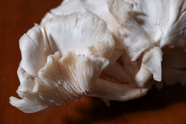 istock Oyster mushrooms (Pleurotus ostreatus) white 2136796953